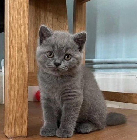 cute-british-short-hair-kittens-available-big-0