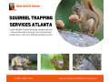 comprehensive-rodent-removal-in-marietta-expert-atlanta-wildlife-removal-services-small-0