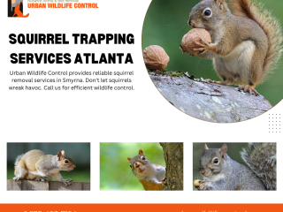 Comprehensive Rodent Removal in Marietta | Expert Atlanta Wildlife Removal Services