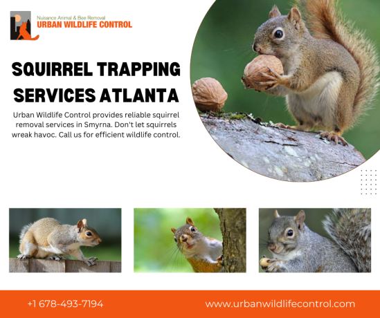 comprehensive-rodent-removal-in-marietta-expert-atlanta-wildlife-removal-services-big-0