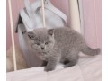 british-shorthair-abby-small-0