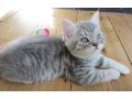 american-shorthair-daisy-small-0