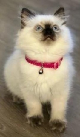 buy-perfect-ragdoll-kitten-drake-big-0