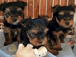 Loving Tea Cup Yorkie Puppies