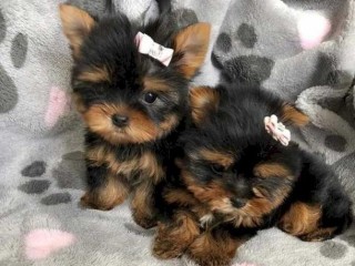 Loving Tea Cup Yorkie Puppies