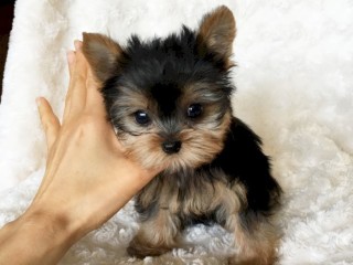 AKC/CKC Registered Tiny Teacup Yorkie Puppies