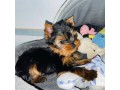 cute-small-male-yorkie-for-sale-small-0