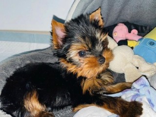 Cute Small Male Yorkie for Sale