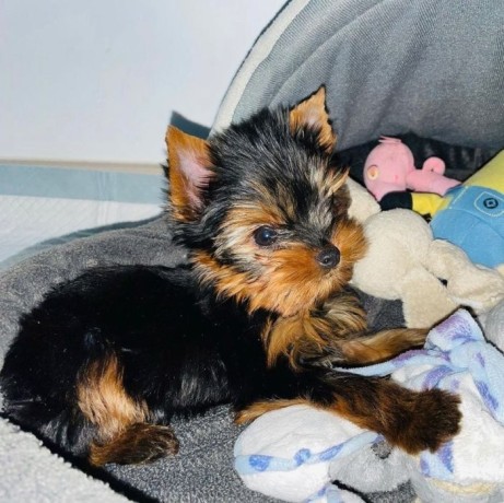 cute-small-male-yorkie-for-sale-big-0