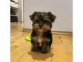 male-and-female-teacup-yorkie-available-small-0