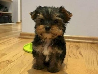 Male and female Teacup Yorkie Available