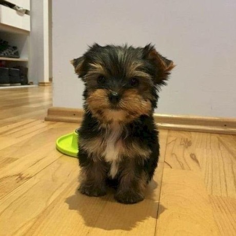 male-and-female-teacup-yorkie-available-big-0