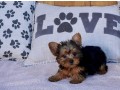 male-and-female-teacup-yorkie-available-small-0