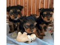 male-and-female-teacup-yorkie-available-small-1