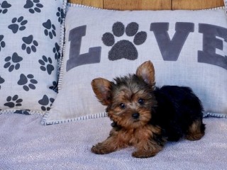 Male and female Teacup Yorkie Available