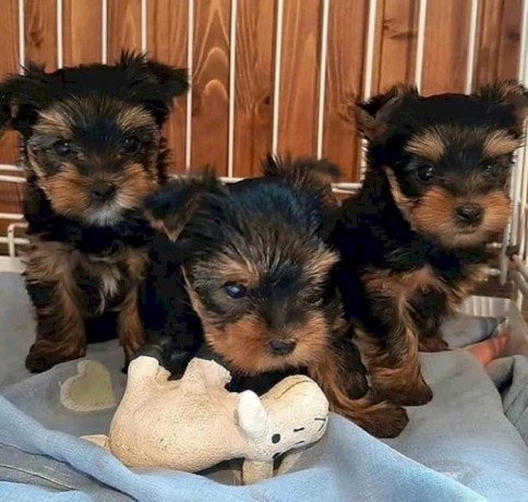 male-and-female-teacup-yorkie-available-big-1