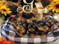 male-and-female-teacup-yorkie-available-small-0