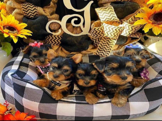 Male and female Teacup Yorkie Available