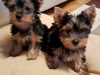 Male and female Teacup Yorkie Available