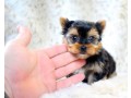 male-and-female-teacup-yorkie-available-small-0