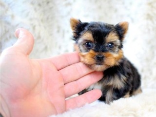 Male and female Teacup Yorkie Available