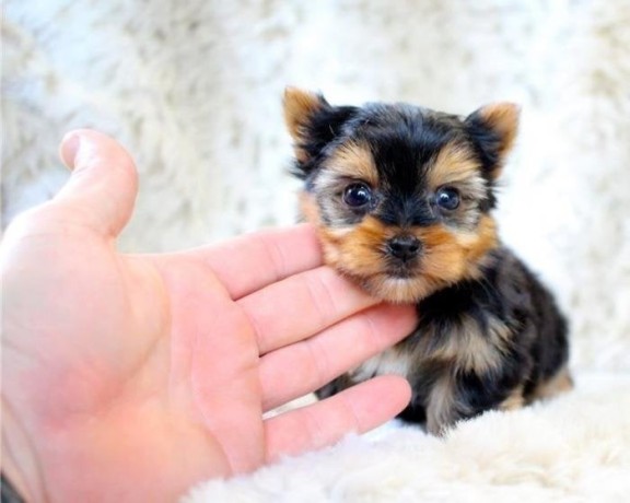 male-and-female-teacup-yorkie-available-big-0