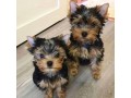 male-and-female-teacup-yorkie-available-small-0