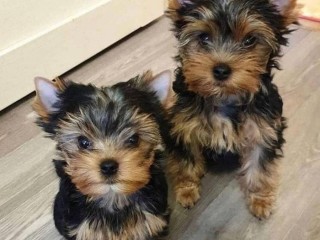 Male and female Teacup Yorkie Available