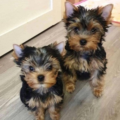 male-and-female-teacup-yorkie-available-big-0