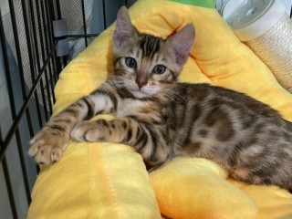 Perfect Bengal Kitten Felix