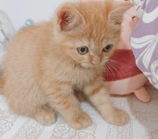 best-british-shorthair-fuzzy-big-0