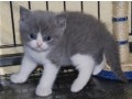 beautiful-british-shorthair-hana-small-0