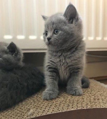 beautiful-british-shorthair-jelly-big-0