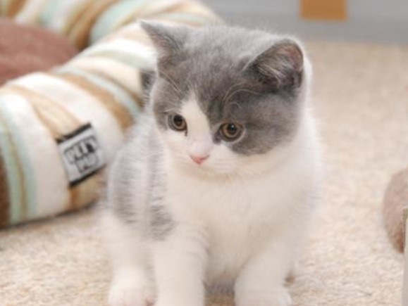 fantastic-british-shorthair-mario-big-0