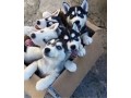 husky-puppies-small-0