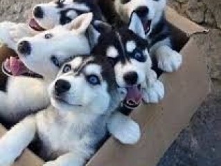 Husky puppies