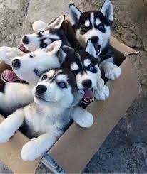 husky-puppies-big-0