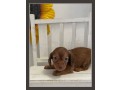 home-trained-puppies-small-1