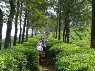 Kerala Silent Valley Trek | KVT Adventures