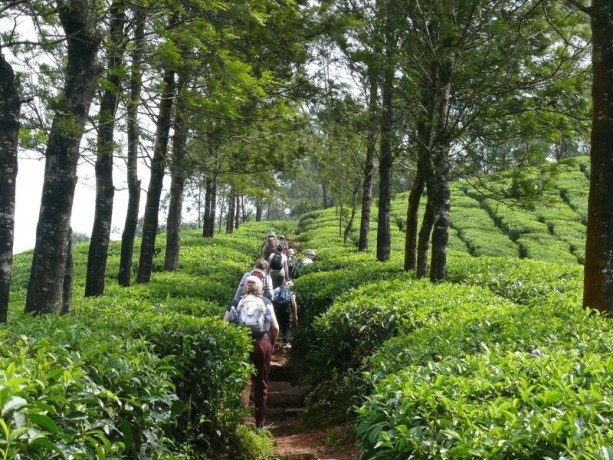 kerala-silent-valley-trek-kvt-adventures-big-0