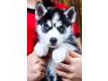 siberian-husky-puppies-available-for-rehoming-small-1