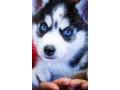 siberian-husky-puppies-available-for-rehoming-small-0