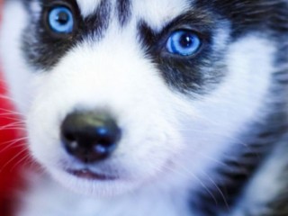 Siberian husky puppies available for rehoming