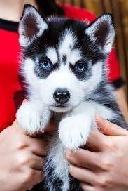 siberian-husky-puppies-available-for-rehoming-big-1