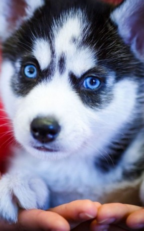 siberian-husky-puppies-available-for-rehoming-big-0