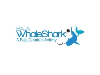 Private Whale Shark Tour in Cabo with Baja Whale Shark