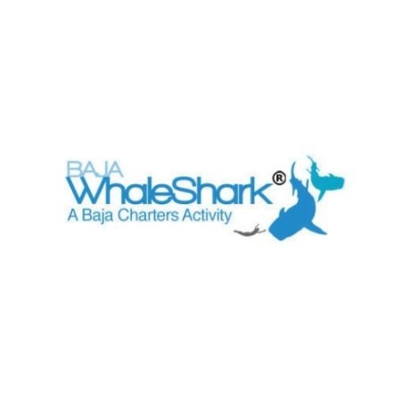 private-whale-shark-tour-in-cabo-with-baja-whale-shark-big-0