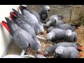 all-kind-of-parrots-chicks-and-fertile-parrots-eggs-for-sale-small-2