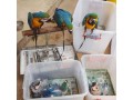 all-kind-of-parrots-chicks-and-fertile-parrots-eggs-for-sale-small-4