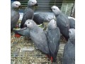 all-kind-of-parrots-chicks-and-fertile-parrots-eggs-for-sale-small-0